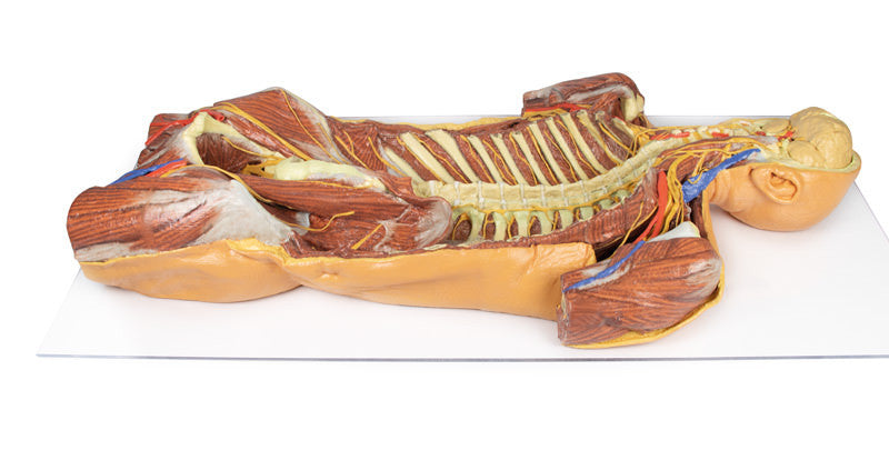 Posterior Body Wall / Ventral Deep Dissection - 3D Printed Cadaver