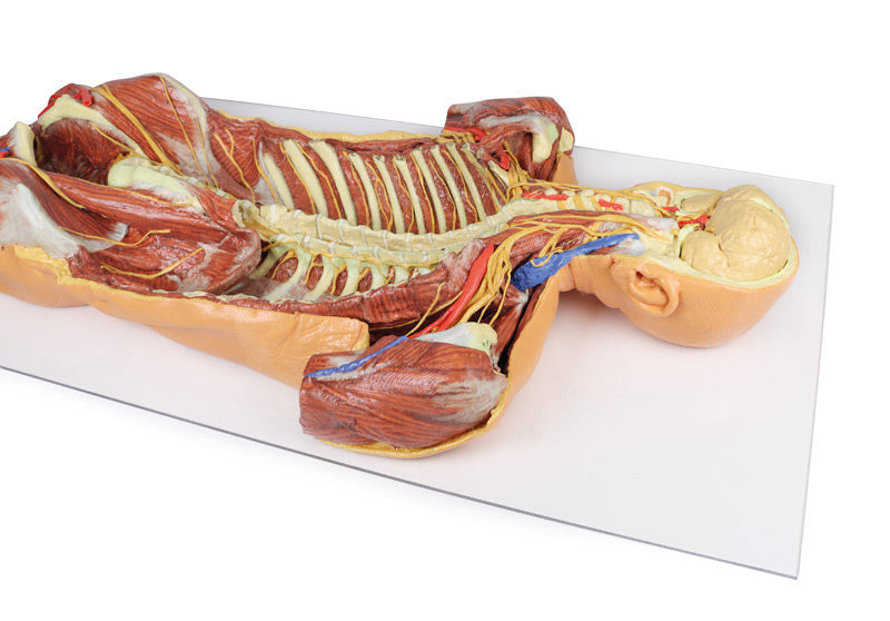 Posterior Body Wall / Ventral Deep Dissection - 3D Printed Cadaver
