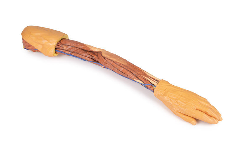 Upper Limb - 3D Printed Cadaver