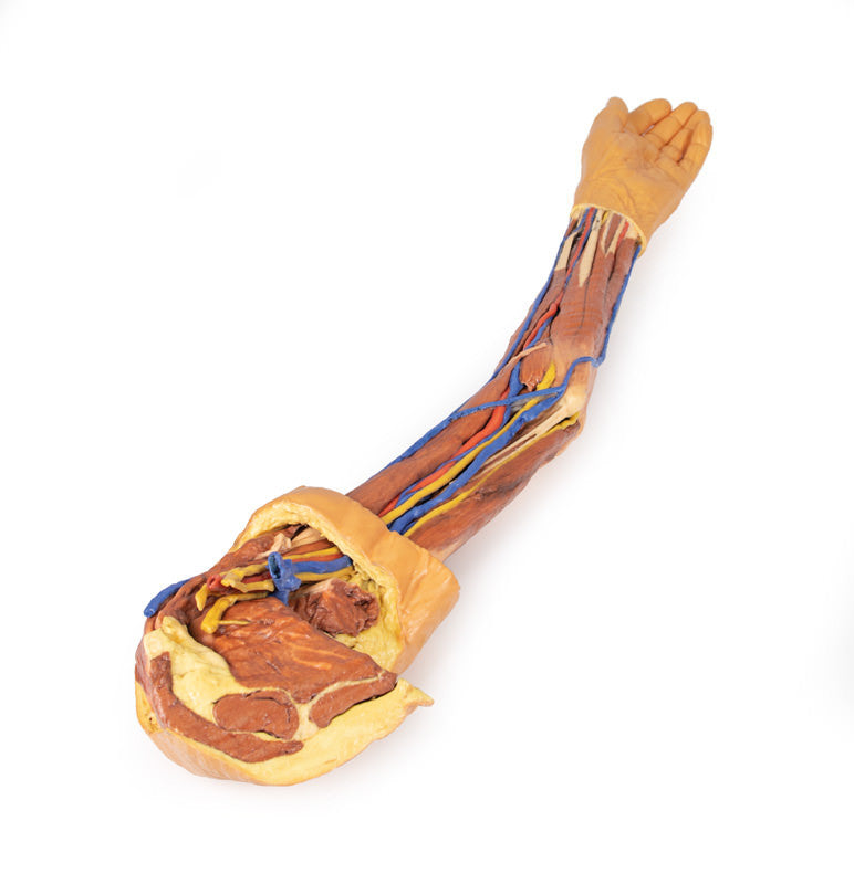 Upper Limb - 3D Printed Cadaver