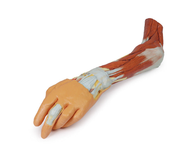 3D Anatomy Series | Upper Limb - elbow, forearm and hand - MP1510