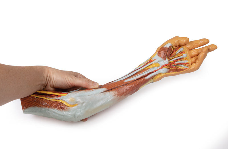3D Anatomy Series | Upper Limb - elbow, forearm and hand - MP1510