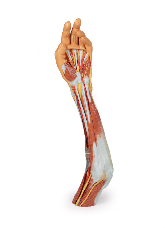 3D Anatomy Series | Upper Limb - elbow, forearm and hand - MP1510