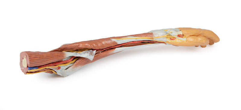 3D Anatomy Series | Upper Limb - elbow, forearm and hand - MP1510