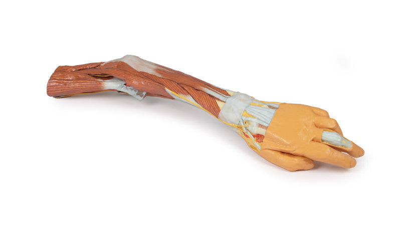 3D Anatomy Series | Upper Limb - elbow, forearm and hand - MP1510