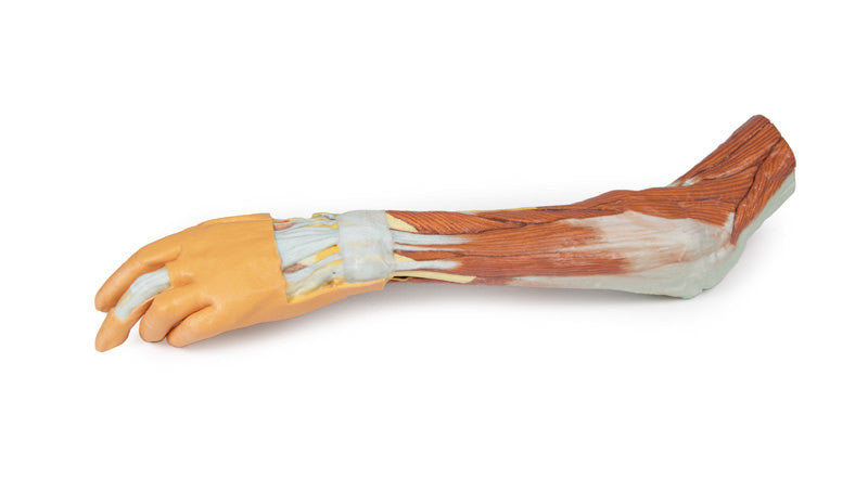 3D Anatomy Series | Upper Limb - elbow, forearm and hand - MP1510