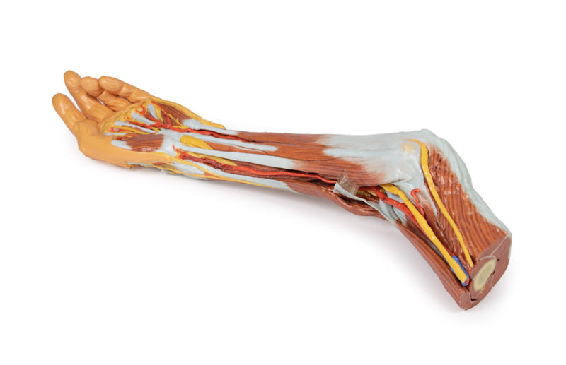 3D Anatomy Series | Upper Limb - elbow, forearm and hand - MP1510