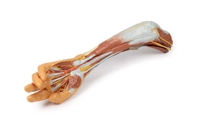 3D Anatomy Series | Upper Limb - elbow, forearm and hand - MP1510