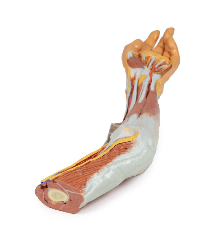 3D Anatomy Series | Upper Limb - elbow, forearm and hand - MP1510