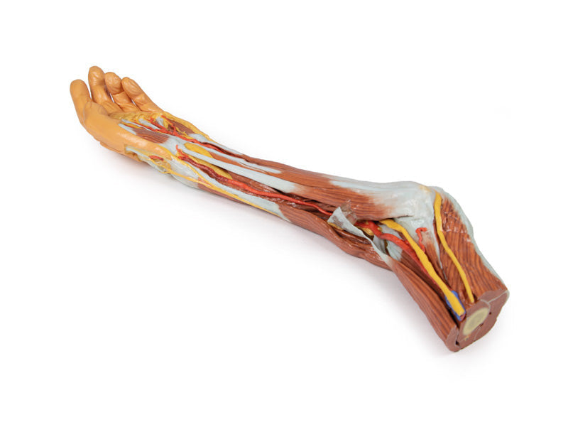 3D Anatomy Series | Upper Limb - elbow, forearm and hand - MP1510