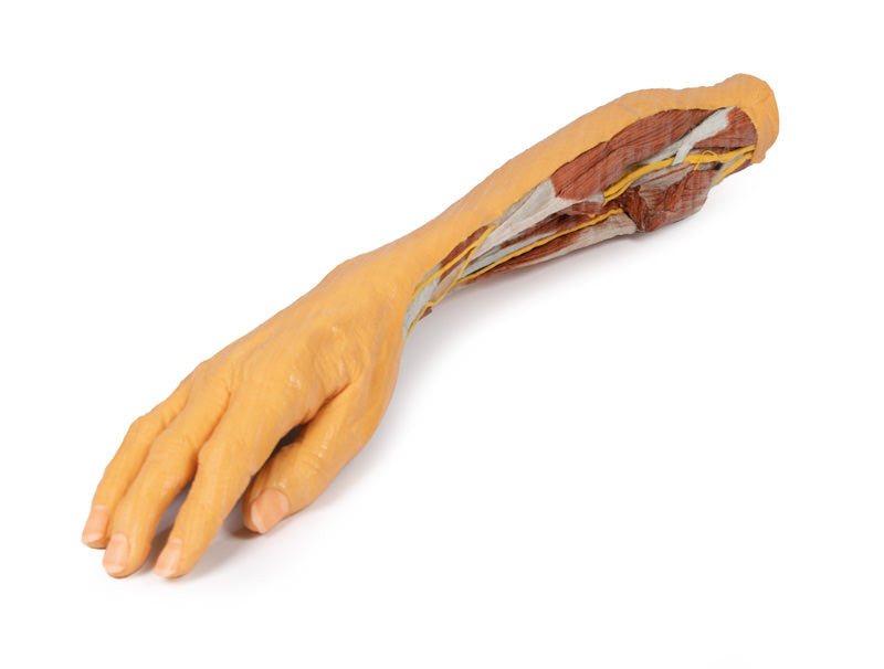 Forearm and Hand - superficial and deep dissection - 3D Printed Cadaver