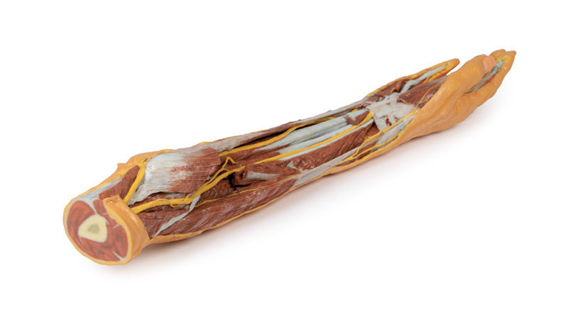 Forearm and Hand - superficial and deep dissection - 3D Printed Cadaver