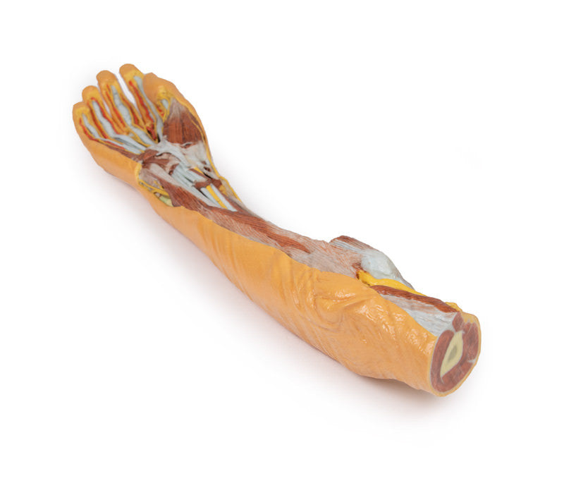 Forearm and Hand - superficial and deep dissection - 3D Printed Cadaver