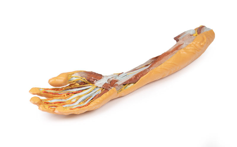 Forearm and Hand - superficial and deep dissection - 3D Printed Cadaver