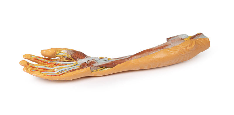 Forearm and Hand - superficial and deep dissection - 3D Printed Cadaver