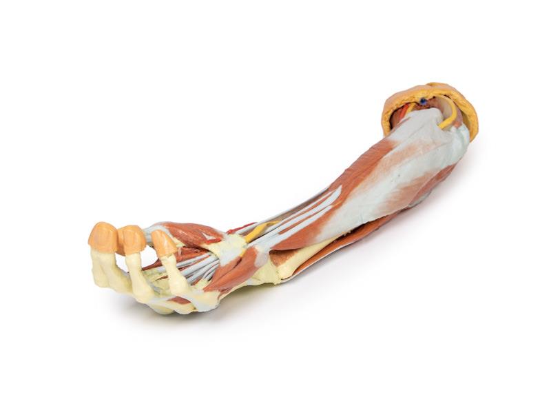 Deep upper limb and hand