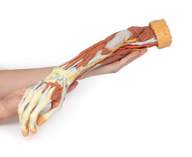 Deep upper limb and hand