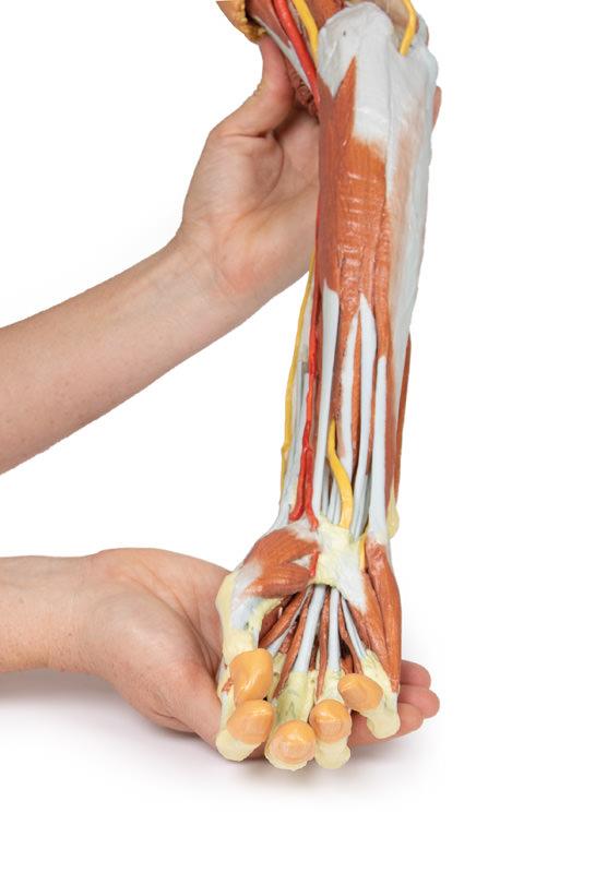 Deep upper limb and hand