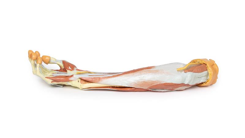 Deep upper limb and hand