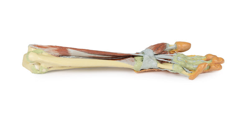 Forearm and hand - deep dissection - 3D Printed Cadaver