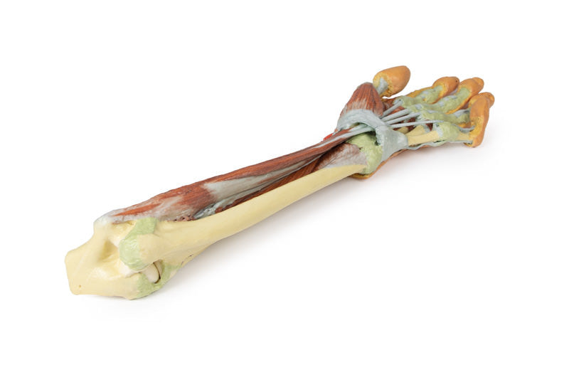 Forearm and hand - deep dissection - 3D Printed Cadaver