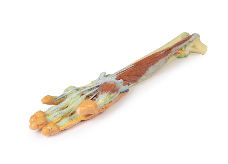 Forearm and hand - deep dissection - 3D Printed Cadaver