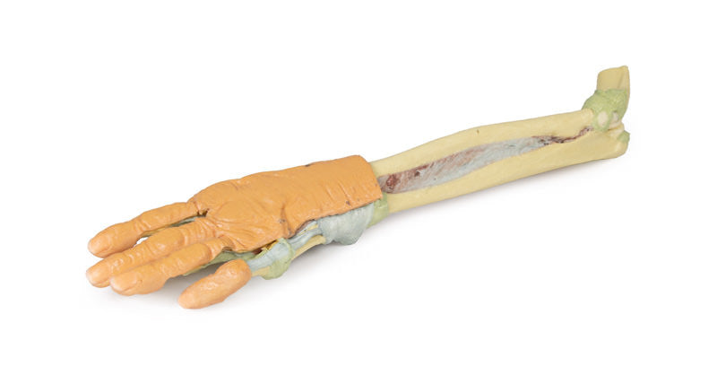 Forearm and hand - deep dissection - 3D Printed Cadaver