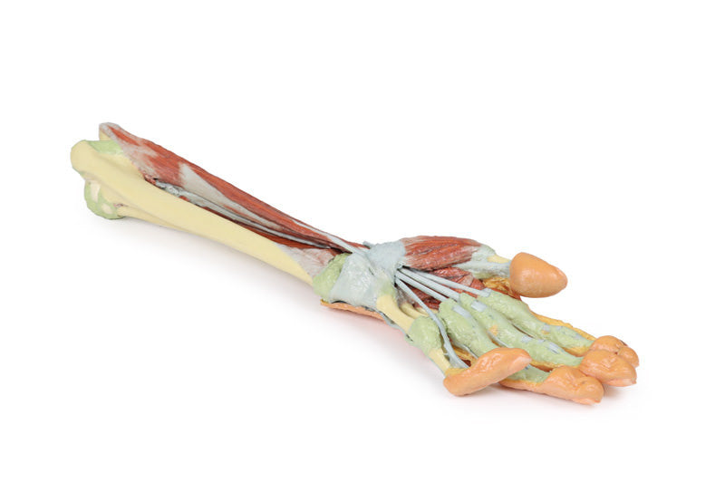 Forearm and hand - deep dissection - 3D Printed Cadaver