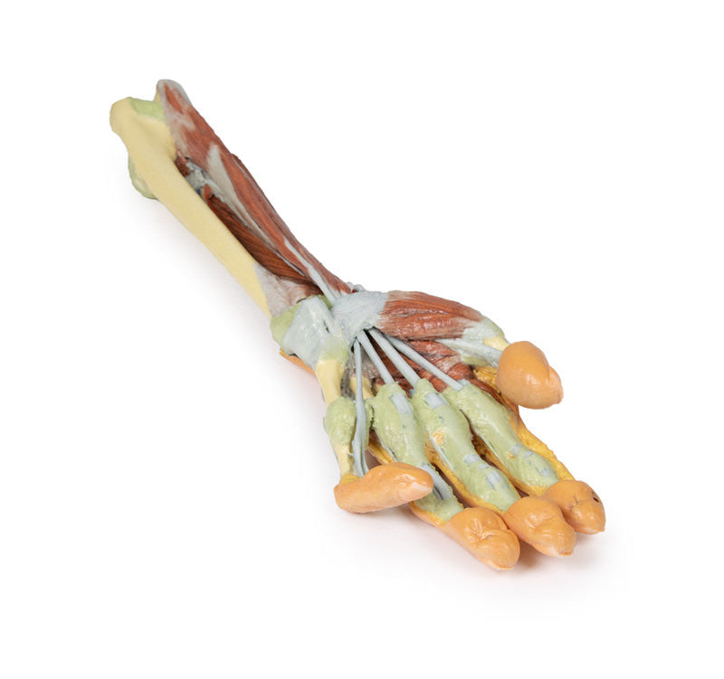 Forearm and hand - deep dissection - 3D Printed Cadaver