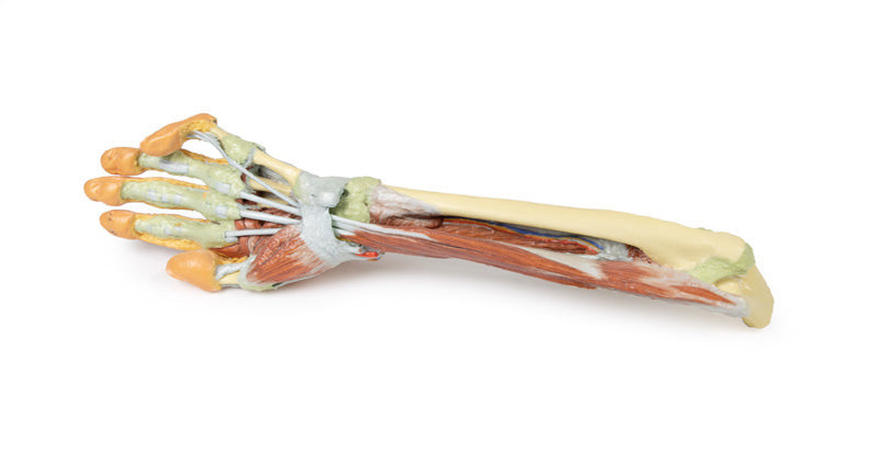 Forearm and hand - deep dissection - 3D Printed Cadaver