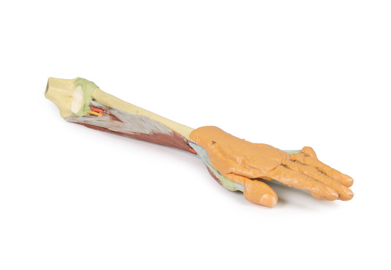Forearm and hand - deep dissection - 3D Printed Cadaver