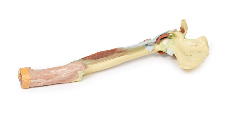 Upper Limb - biceps, bones and ligaments - 3D Printed Cadaver