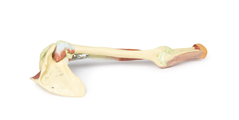 Upper Limb - biceps, bones and ligaments - 3D Printed Cadaver