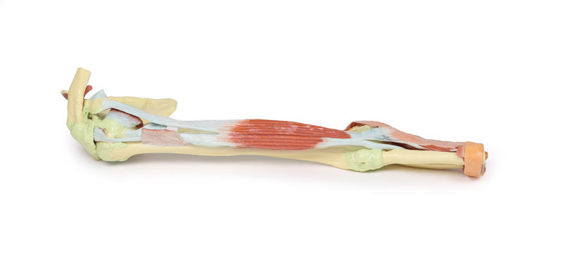 Upper Limb - biceps, bones and ligaments - 3D Printed Cadaver