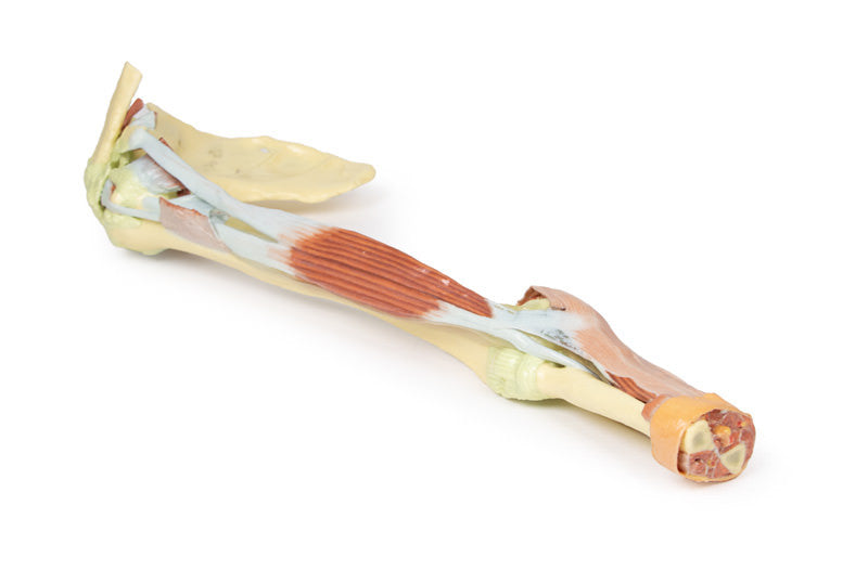 Upper Limb - biceps, bones and ligaments - 3D Printed Cadaver