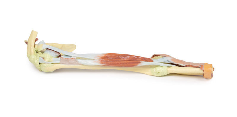 Upper Limb - biceps, bones and ligaments - 3D Printed Cadaver