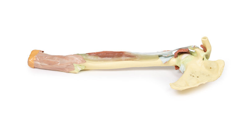 Upper Limb - biceps, bones and ligaments - 3D Printed Cadaver