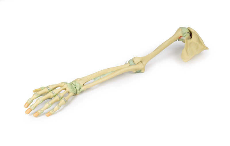 Upper Limb Ligaments - 3D Printed Cadaver