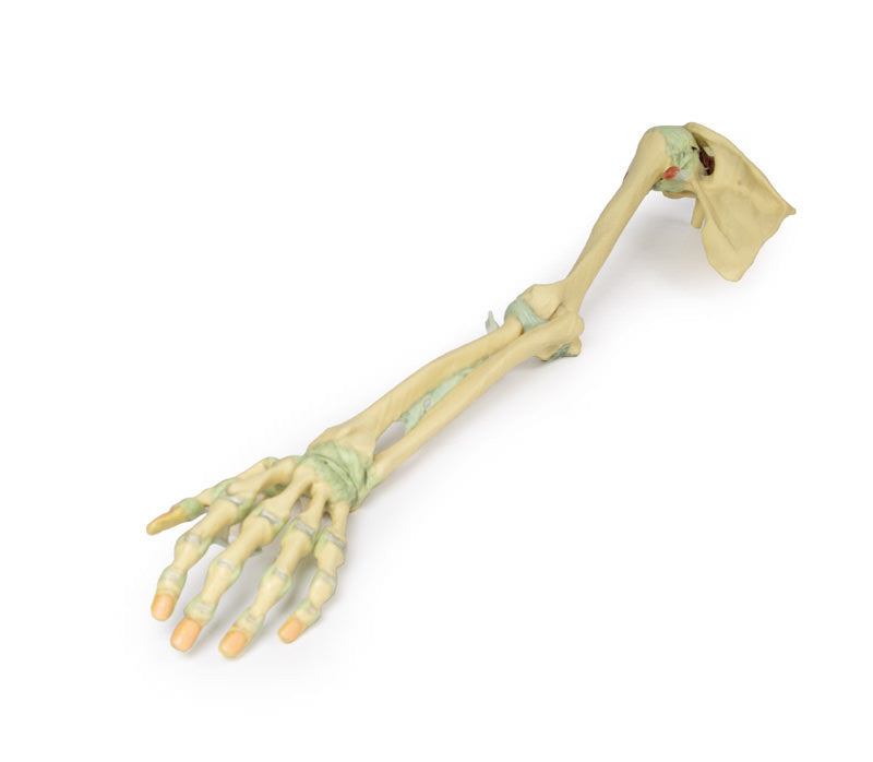 Upper Limb Ligaments - 3D Printed Cadaver