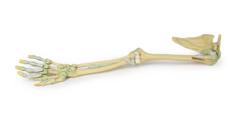 Upper Limb Ligaments - 3D Printed Cadaver