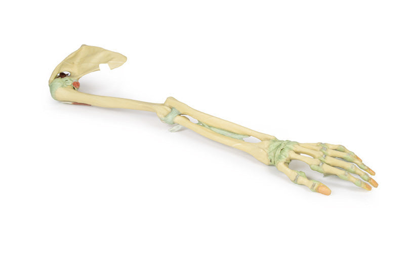 Upper Limb Ligaments - 3D Printed Cadaver