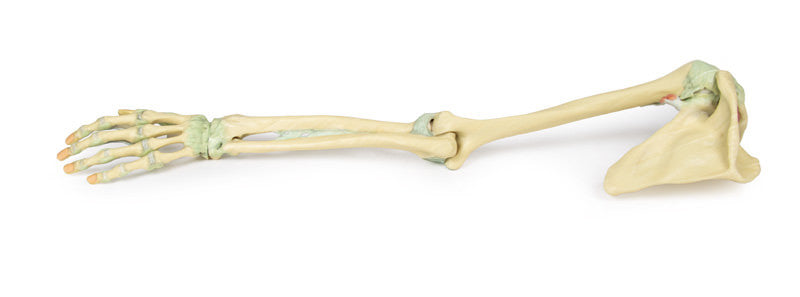Upper Limb Ligaments - 3D Printed Cadaver