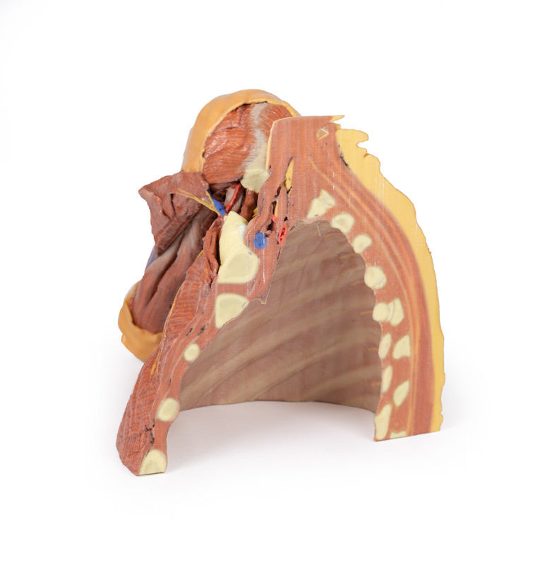 Right thoracic wall, axilla, and the root of the neck - 3D Printed Cadaver