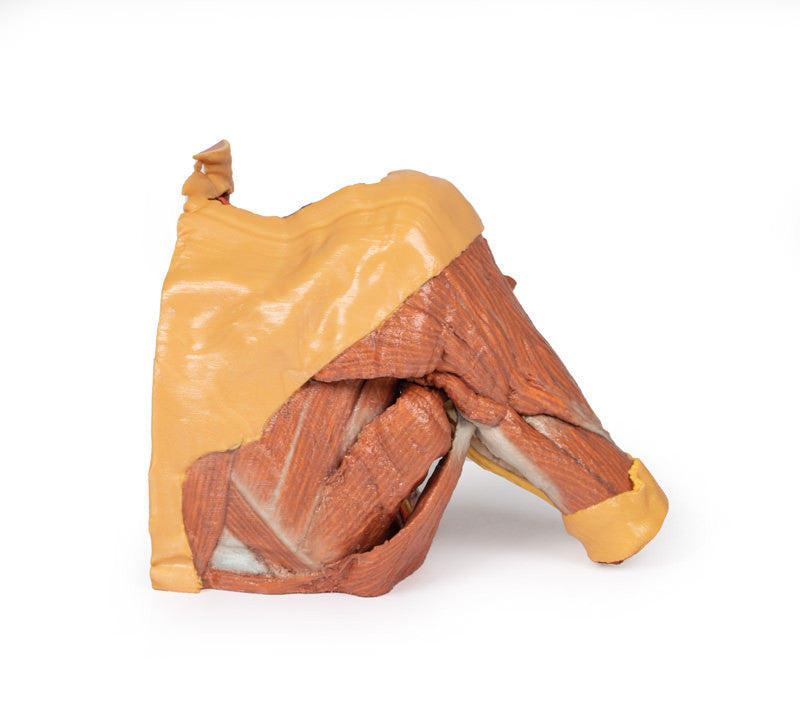 Right thoracic wall, axilla, and the root of the neck - 3D Printed Cadaver