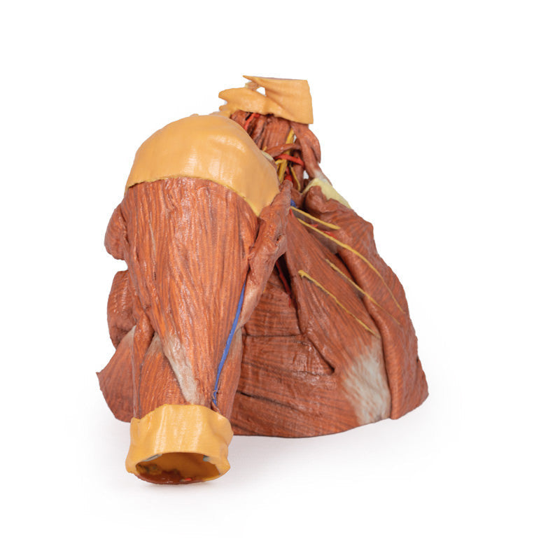Right thoracic wall, axilla, and the root of the neck - 3D Printed Cadaver