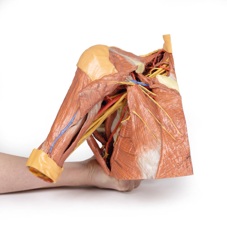 Right thoracic wall, axilla, and the root of the neck - 3D Printed Cadaver
