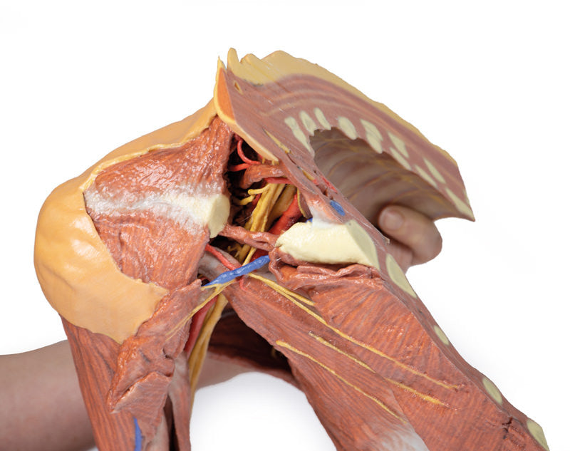 Right thoracic wall, axilla, and the root of the neck - 3D Printed Cadaver