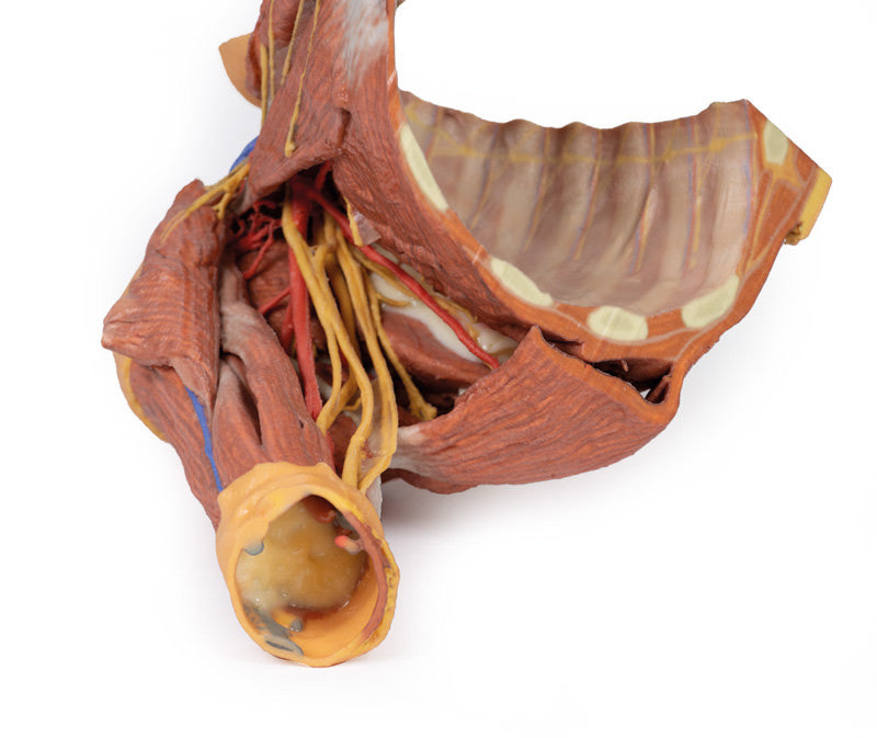 Right thoracic wall, axilla, and the root of the neck - 3D Printed Cadaver