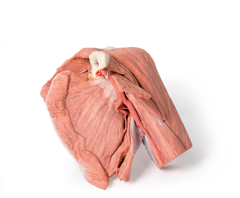 Shoulder (left) Superficial muscles and axillary/brachial artery - 3D Printed Cadaver