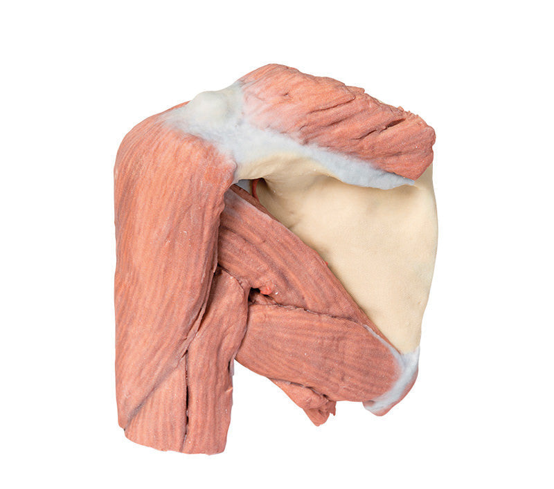 Shoulder (left) Superficial muscles and axillary/brachial artery - 3D Printed Cadaver